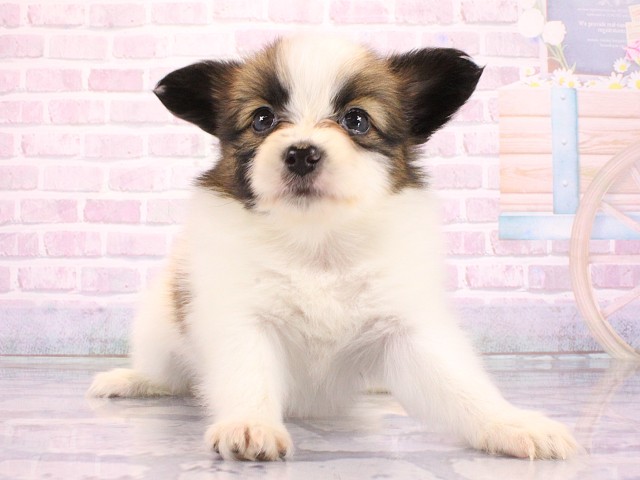 大阪府のパピヨン (Coo&RIKU梅田店/2026年3月15日生まれ/女の子/ホワイトブラウン)の子犬