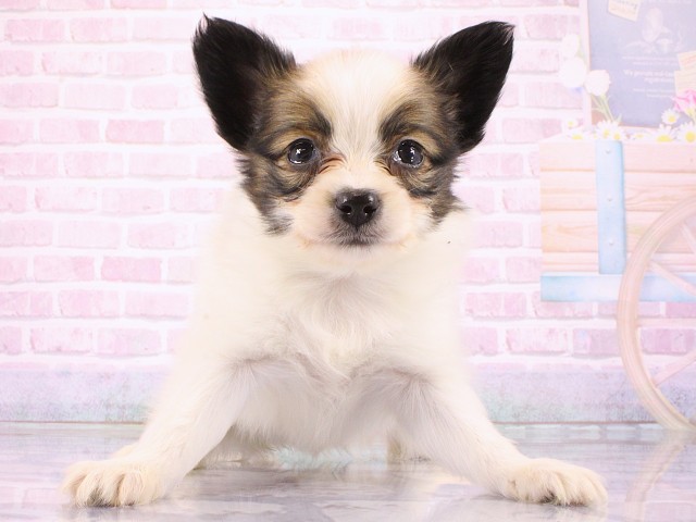 大阪府のパピヨン (Coo&RIKU天王寺店/2026年3月15日生まれ/女の子/ホワイトブラウン)の子犬
