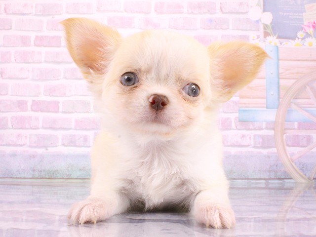 大阪府のチワワ(ロング) (Coo&RIKU梅田店/2026年3月14日生まれ/男の子/クリームホワイト)の子犬