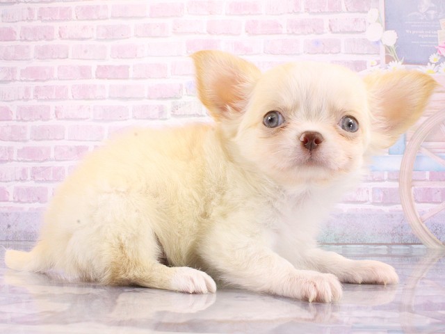 大阪府のチワワ(ロング) (Coo&RIKU梅田店/2026年3月14日生まれ/男の子/クリームホワイト)の子犬の2枚目の画像