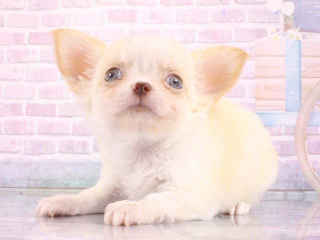 大阪府のチワワ(ロング) (Coo&RIKU梅田店/2026年3月14日生まれ/男の子/クリームホワイト)の子犬の3枚目の画像