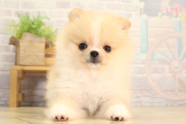 愛知県のポメラニアン (Coo&RIKU岡崎店/2026年3月12日生まれ/女の子/クリームホワイト)の子犬の1枚目の画像