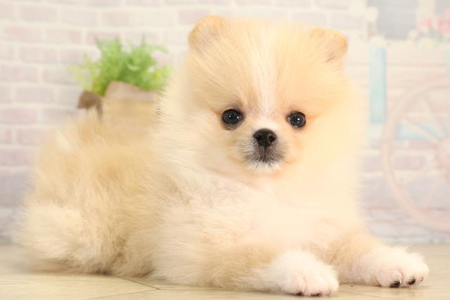 愛知県のポメラニアン (Coo&RIKU岡崎店/2026年3月12日生まれ/女の子/クリームホワイト)の子犬の2枚目の画像