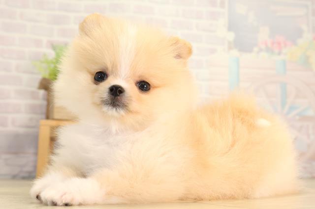 愛知県のポメラニアン (Coo&RIKU岡崎店/2026年3月12日生まれ/女の子/クリームホワイト)の子犬の3枚目の画像