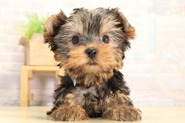愛知県のヨークシャーテリア (Coo&RIKU半田店/2026年3月9日生まれ/男の子/スチールブルータン)の子犬の1枚目の画像