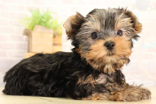 愛知県のヨークシャーテリア (Coo&RIKU半田店/2026年3月9日生まれ/男の子/スチールブルータン)の子犬の2枚目の画像