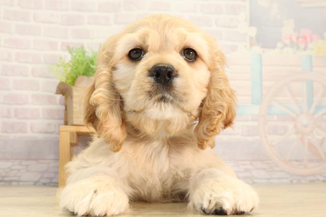 愛知県のアメリカンコッカースパニエル (Coo&RIKU豊田店/2026年3月11日生まれ/男の子/バフ)の子犬