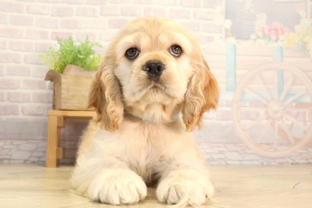 愛知県のアメリカンコッカースパニエル (Coo&RIKU半田店/2026年3月11日生まれ/男の子/バフ)の子犬の1枚目の画像