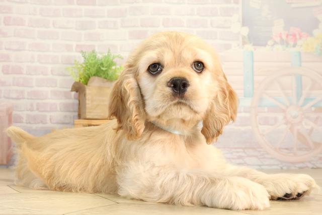 愛知県のアメリカンコッカースパニエル (Coo&RIKU半田店/2026年3月11日生まれ/男の子/バフ)の子犬の2枚目の画像