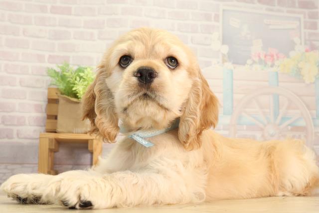 愛知県のアメリカンコッカースパニエル (Coo&RIKU半田店/2026年3月11日生まれ/男の子/バフ)の子犬の3枚目の画像