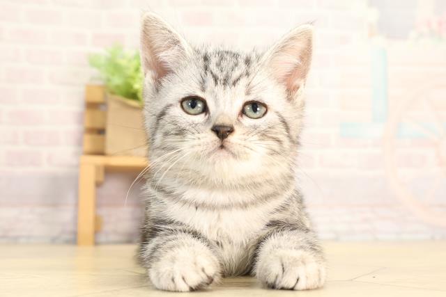 愛知県のアメリカンショートヘアー (Coo&RIKU東海店/2026年3月13日生まれ/女の子/シルバータビー)の子猫の1枚目の画像
