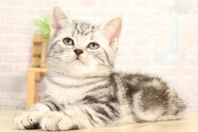 愛知県のアメリカンショートヘアー (Coo&RIKU東海店/2026年3月13日生まれ/女の子/シルバータビー)の子猫の3枚目の画像