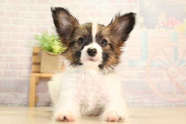 三重県のパピヨン (Coo&RIKU津高茶屋店/2026年3月15日生まれ/男の子/ホワイトブラウン)の子犬