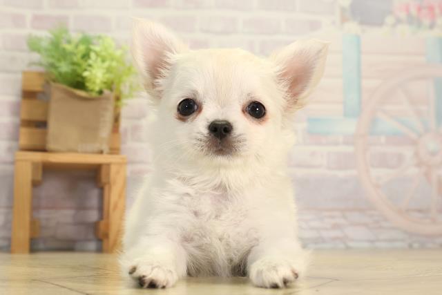 三重県のチワワ(ロング) (Coo&RIKU四日市店/2026年3月14日生まれ/女の子/ホワイト)の子犬