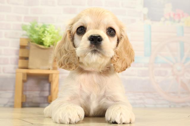 愛知県のアメリカンコッカースパニエル (Coo&RIKU東海店/2026年3月14日生まれ/女の子/バフ)の子犬