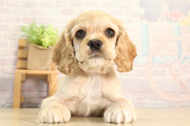 三重県のアメリカンコッカースパニエル (Coo&RIKU四日市店/2026年3月14日生まれ/女の子/バフ)の子犬