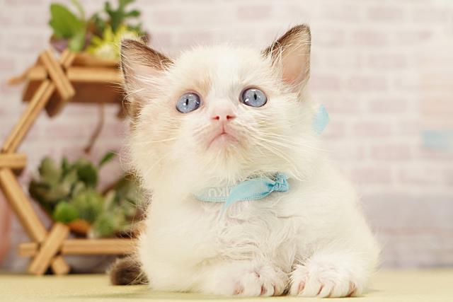 愛知県のラグドール (Coo&RIKU岡崎店/2026年3月15日生まれ/男の子/シールポイントバイカラー)の子猫の1枚目の画像