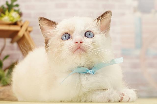 愛知県のラグドール (Coo&RIKU岡崎店/2026年3月15日生まれ/男の子/シールポイントバイカラー)の子猫の2枚目の画像