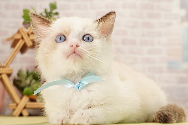 愛知県のラグドール (Coo&RIKU岡崎店/2026年3月15日生まれ/男の子/シールポイントバイカラー)の子猫の3枚目の画像