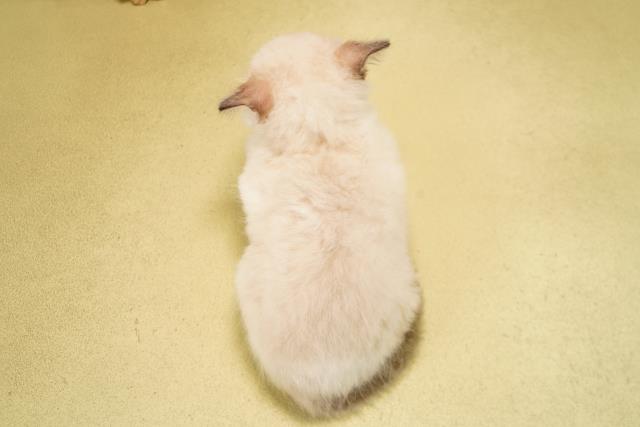 愛知県のラグドール (Coo&RIKU岡崎店/2026年3月15日生まれ/男の子/シールポイントバイカラー)の子猫の4枚目の画像