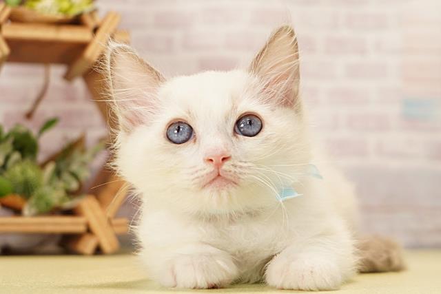 三重県のラグドール (Coo&RIKU四日市店/2026年3月15日生まれ/男の子/ブルーポイントバイカラー)の子猫