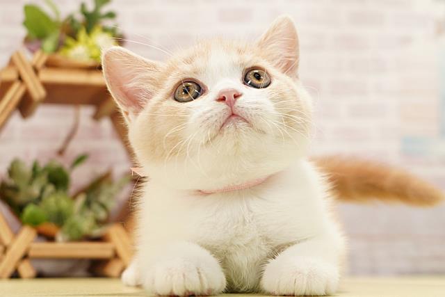 愛知県のマンチカン (Coo&RIKU豊田店/2026年3月12日生まれ/女の子/クリームタビーホワイト)の子猫の1枚目の画像