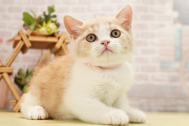 愛知県のマンチカン (Coo&RIKU豊田店/2026年3月12日生まれ/女の子/クリームタビーホワイト)の子猫の2枚目の画像