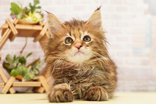 愛知県のメインクーン (Coo&RIKU半田店/2026年3月15日生まれ/女の子/ブラウンパッチドタビー)の子猫の1枚目の画像