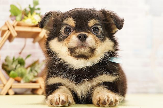 愛知県のチワワ(ロング) (Coo&RIKU名古屋みなと店/2026年3月15日生まれ/男の子/ブラックタン)の子犬