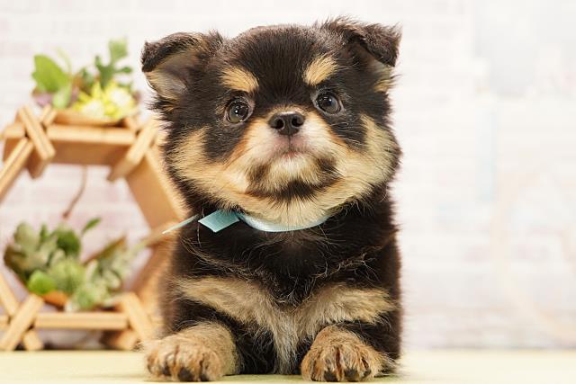 三重県のチワワ(ロング) (Coo&RIKU津高茶屋店/2026年3月15日生まれ/男の子/ブラックタン)の子犬