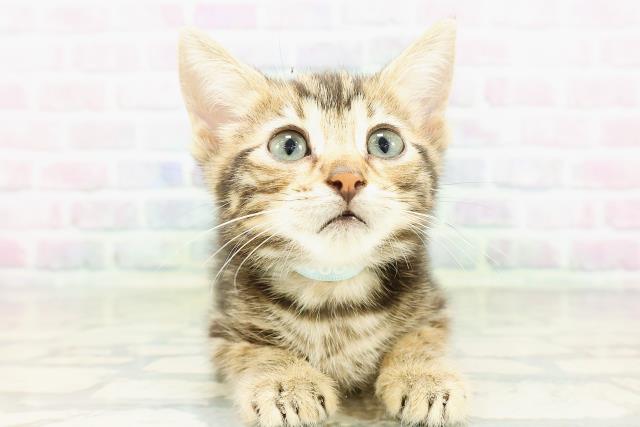 広島県のジェネッタ (Coo&RIKU広島北店/2026年3月3日生まれ/男の子/ブラウンタビー)の子猫の1枚目の画像
