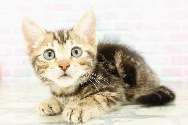 広島県のジェネッタ (Coo&RIKU広島北店/2026年3月3日生まれ/男の子/ブラウンタビー)の子猫の2枚目の画像