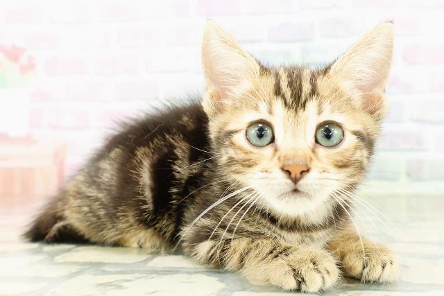 広島県のジェネッタ (Coo&RIKU広島北店/2026年3月3日生まれ/男の子/ブラウンタビー)の子猫の3枚目の画像