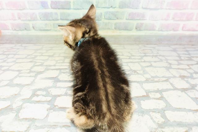 広島県のジェネッタ (Coo&RIKU広島北店/2026年3月3日生まれ/男の子/ブラウンタビー)の子猫の4枚目の画像