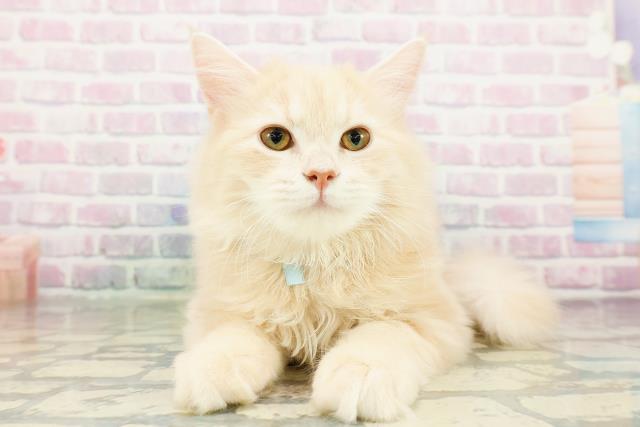 栃木県のサイベリアン (Coo&RIKU宇都宮店/2025年12月15日生まれ/男の子/クリームクラシックタビー)の子猫の1枚目の画像