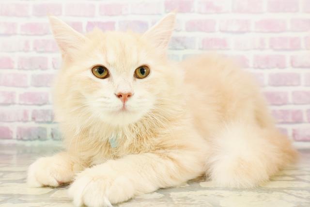 栃木県のサイベリアン (Coo&RIKU宇都宮店/2025年12月15日生まれ/男の子/クリームクラシックタビー)の子猫の2枚目の画像