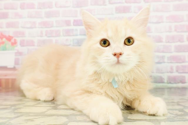 栃木県のサイベリアン (Coo&RIKU宇都宮店/2025年12月15日生まれ/男の子/クリームクラシックタビー)の子猫の3枚目の画像