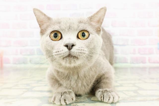 福島県のマンチカン (Coo&RIKU会津若松店/2025年10月9日生まれ/女の子/ブルー)の子猫の1枚目の画像