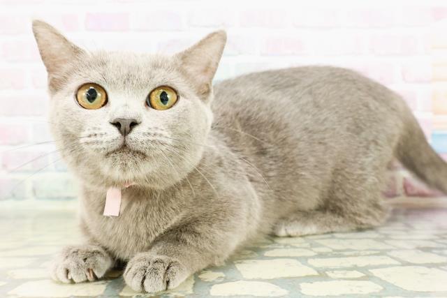 福島県のマンチカン (Coo&RIKU会津若松店/2025年10月9日生まれ/女の子/ブルー)の子猫の2枚目の画像