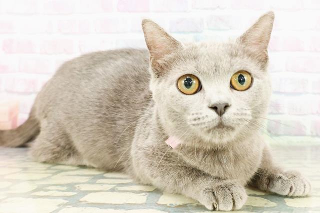 福島県のマンチカン (Coo&RIKU会津若松店/2025年10月9日生まれ/女の子/ブルー)の子猫の3枚目の画像