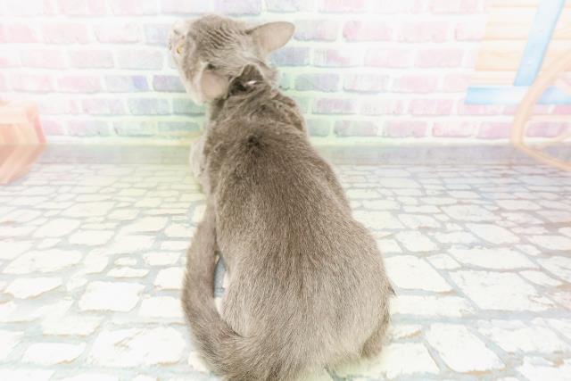福島県のマンチカン (Coo&RIKU会津若松店/2025年10月9日生まれ/女の子/ブルー)の子猫の4枚目の画像