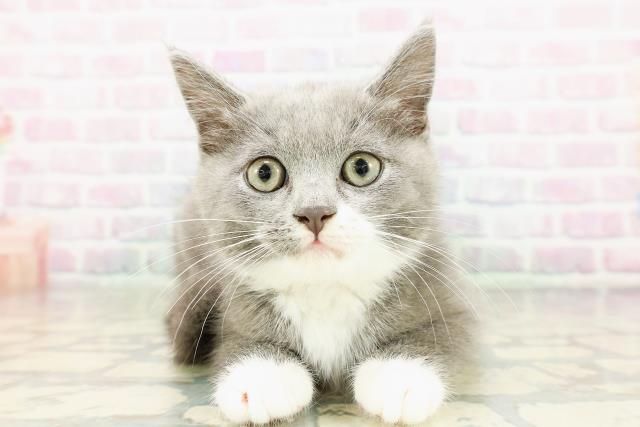 埼玉県のマンチカン (Coo&RIKU川口戸塚店/2026年2月18日生まれ/女の子/ブルーホワイト)の子猫の1枚目の画像