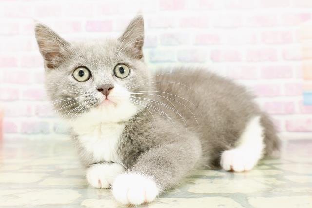 埼玉県のマンチカン (Coo&RIKU川口戸塚店/2026年2月18日生まれ/女の子/ブルーホワイト)の子猫の2枚目の画像
