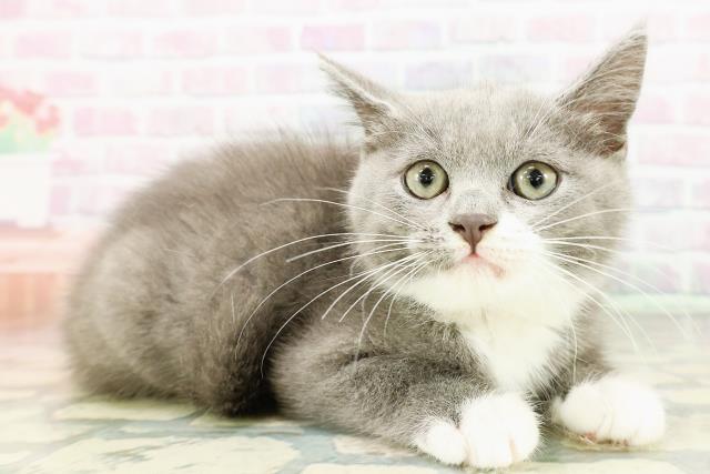 埼玉県のマンチカン (Coo&RIKU川口戸塚店/2026年2月18日生まれ/女の子/ブルーホワイト)の子猫の3枚目の画像
