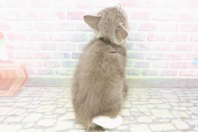 埼玉県のマンチカン (Coo&RIKU川口戸塚店/2026年2月18日生まれ/女の子/ブルーホワイト)の子猫の4枚目の画像