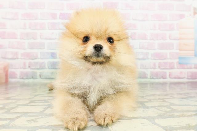 沖縄県のポメラニアン (Coo&RIKUイオン北谷店/2026年2月28日生まれ/女の子/オレンジ)の子犬の1枚目の画像