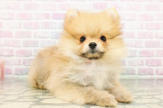 沖縄県のポメラニアン (Coo&RIKUイオン北谷店/2026年2月28日生まれ/女の子/オレンジ)の子犬の3枚目の画像