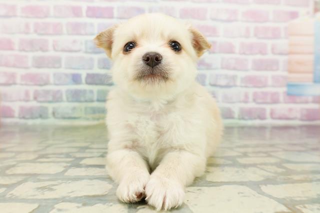 広島県のチワワ(ロング) (Coo&RIKU広島北店/2026年3月11日生まれ/男の子/クリーム)の子犬の1枚目の画像