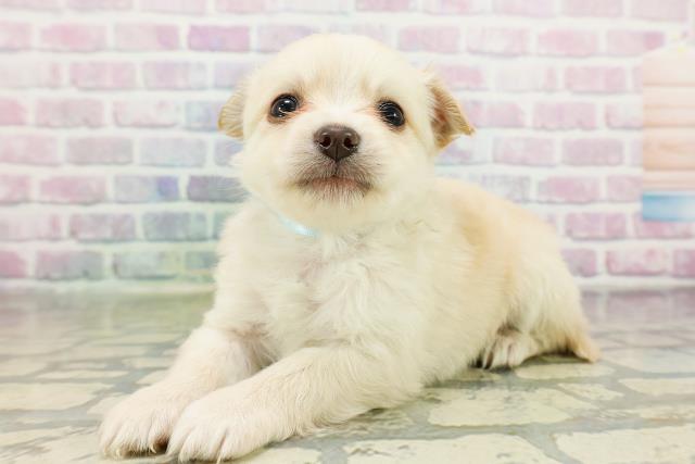 広島県のチワワ(ロング) (Coo&RIKU広島北店/2026年3月11日生まれ/男の子/クリーム)の子犬の2枚目の画像