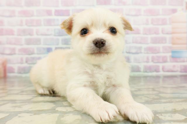 広島県のチワワ(ロング) (Coo&RIKU広島北店/2026年3月11日生まれ/男の子/クリーム)の子犬の3枚目の画像